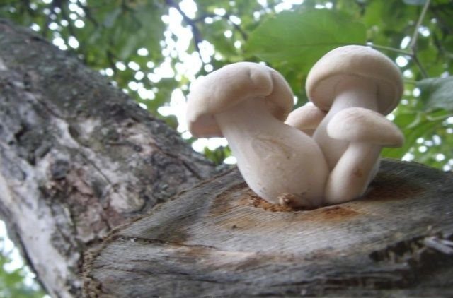 Koninklijke oesterzwam