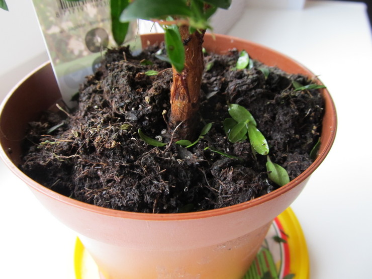 Tinkama mirtų priežiūra