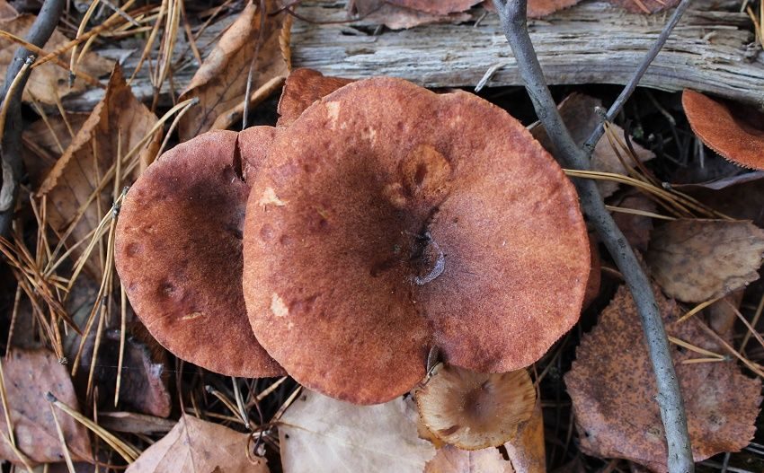 камфор челядинка