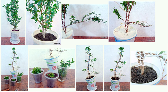 Miros medžio formavimas