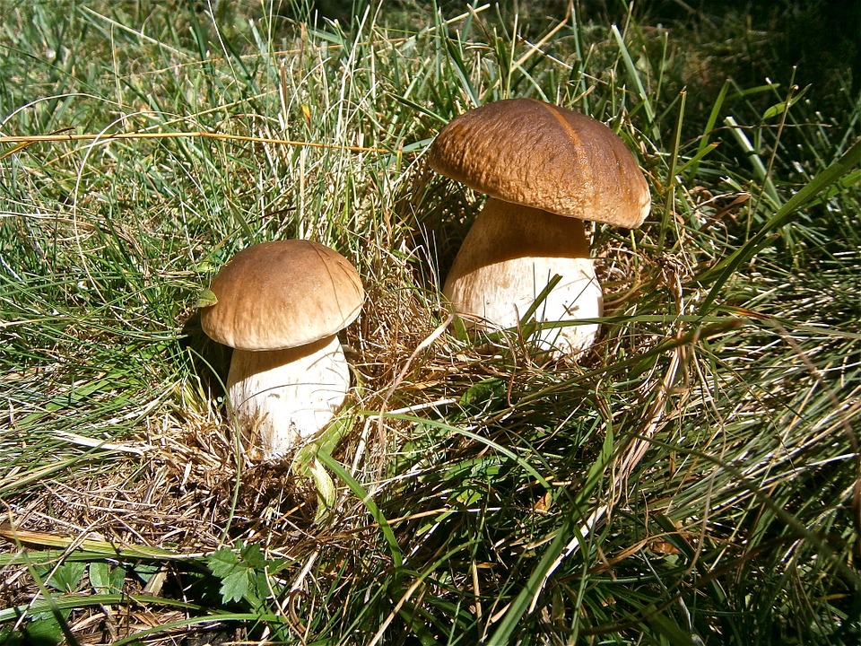 Cep