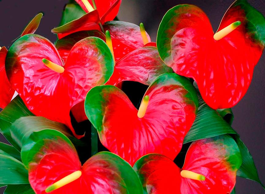 Anthurium