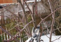 как се реже череша