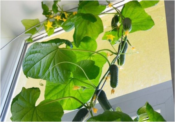 winter komkommers op de vensterbank