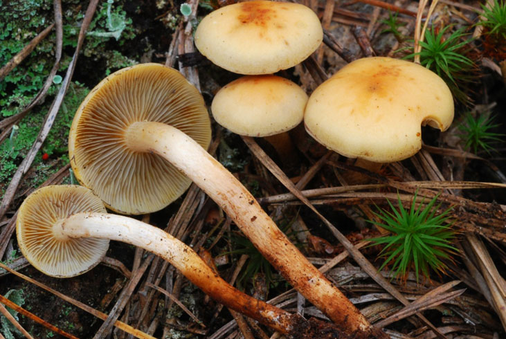 Цветът на вътрешността на шапката