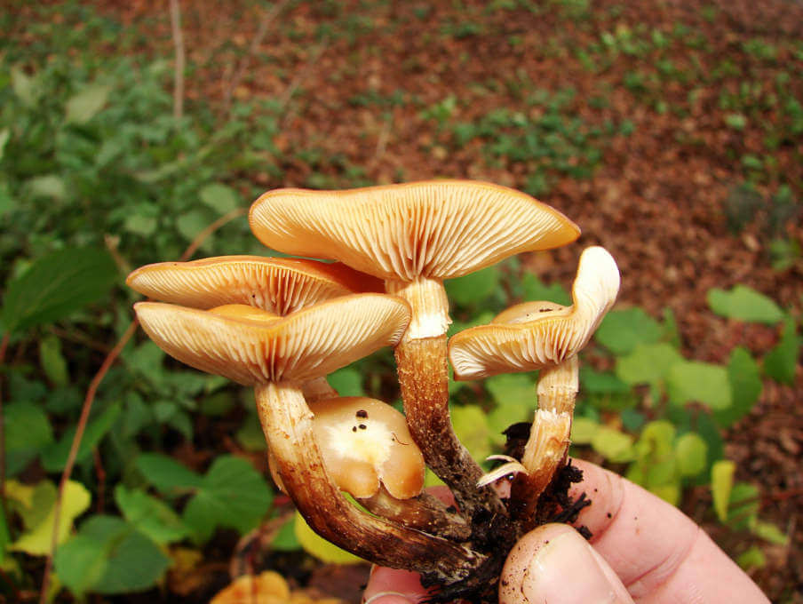 Summer honey mushrooms