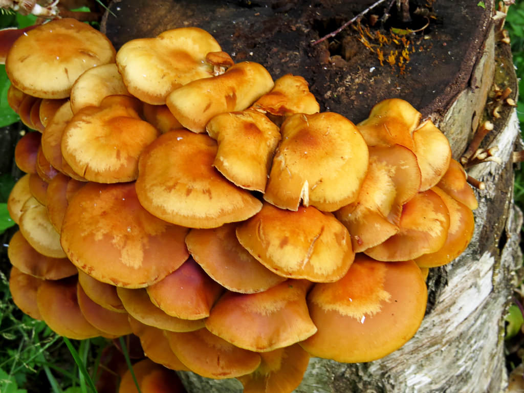 Summer honey mushrooms