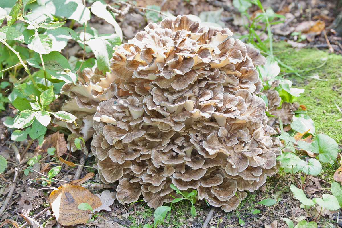 Грифола къдрава