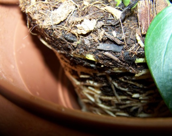 Transfer of anthurium to a new pot