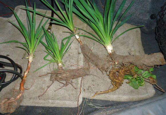 трансплантация