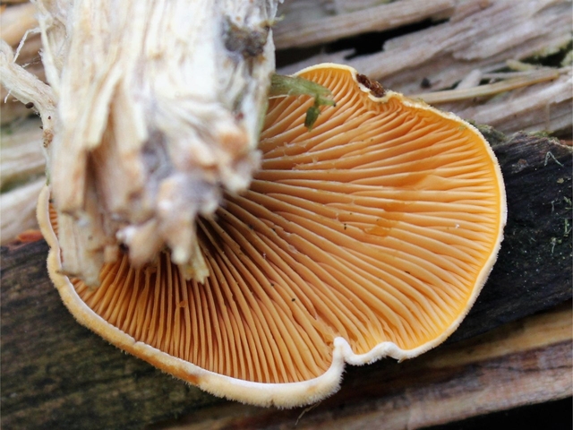 Oyster гъба портокал