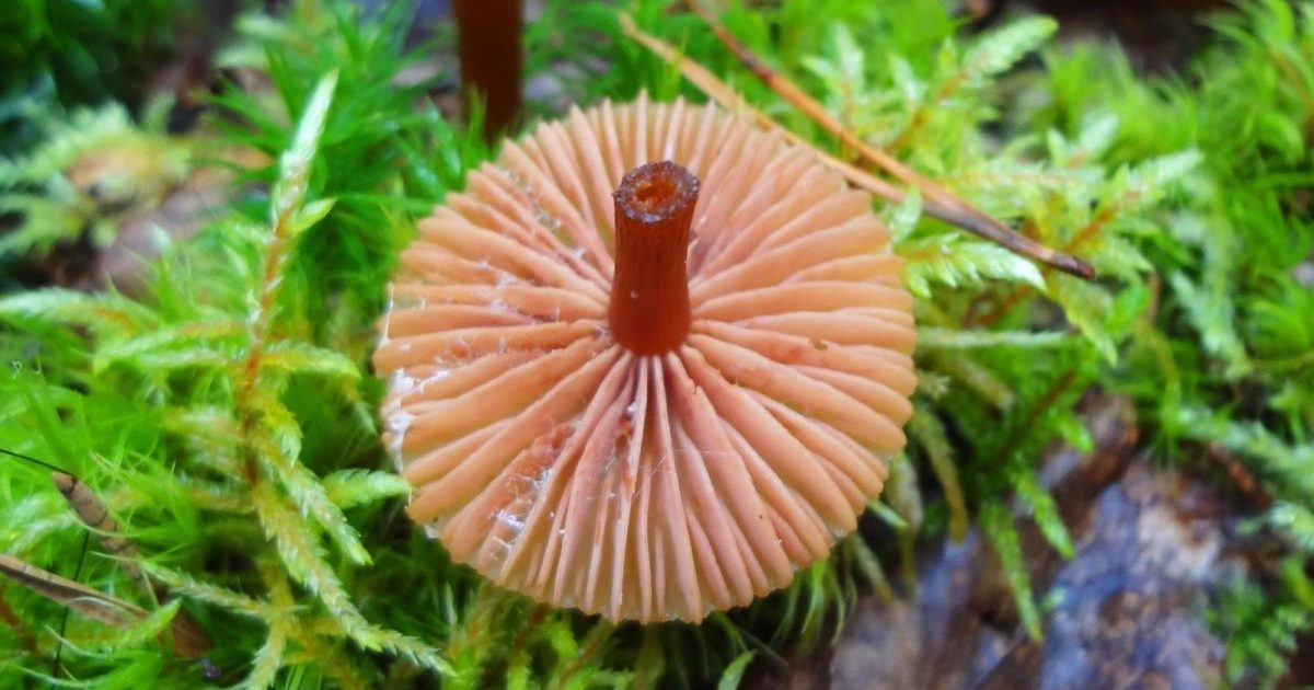 Агарична гъба