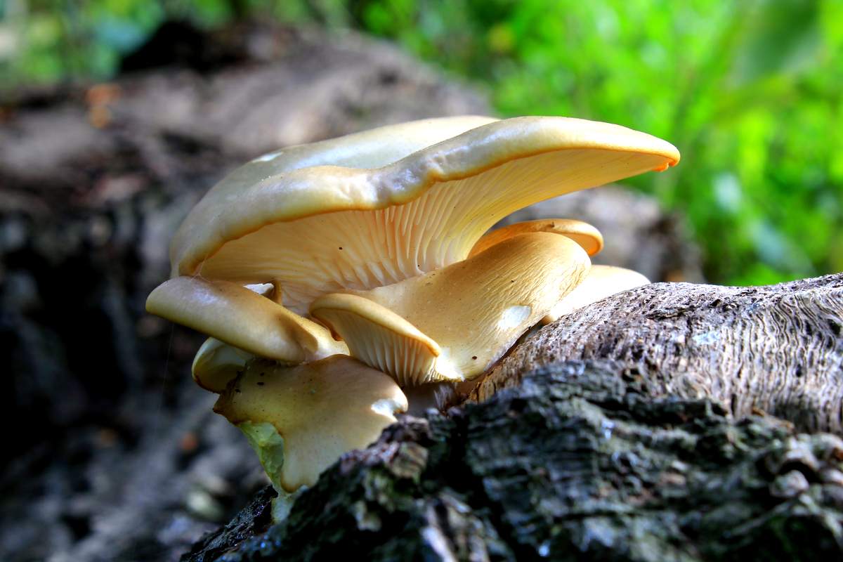 Гъба от стриди