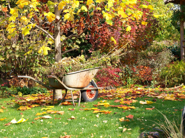 preparing fruit trees for winter