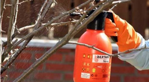 preparing fruit trees for winter