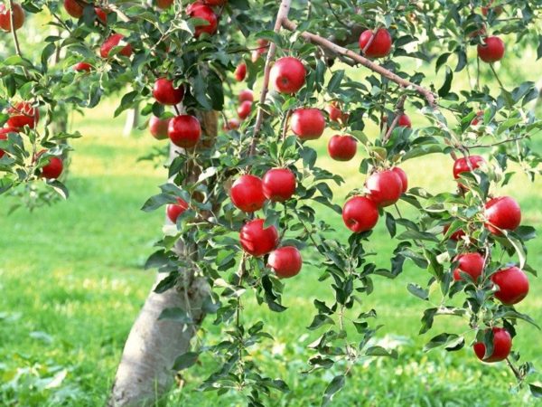 preparing fruit trees for winter