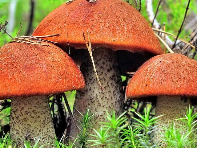 Boletus