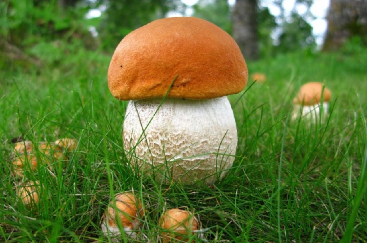 orange-cap boletus