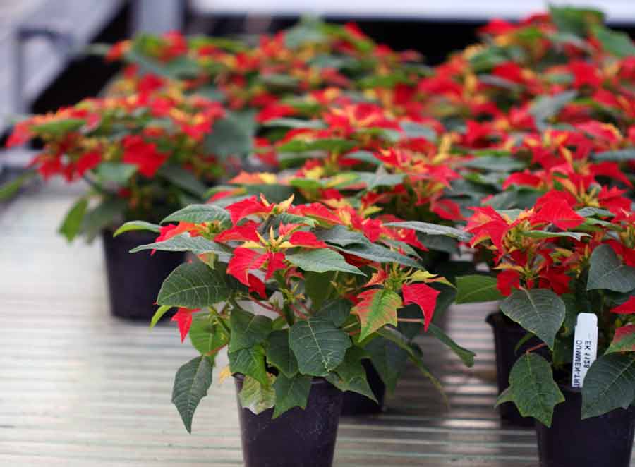 poinsettia