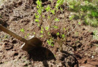 засаждане на люляци