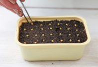 засаждане на пипер