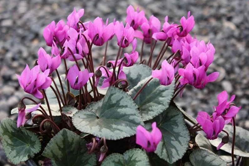 Европейски цикламени