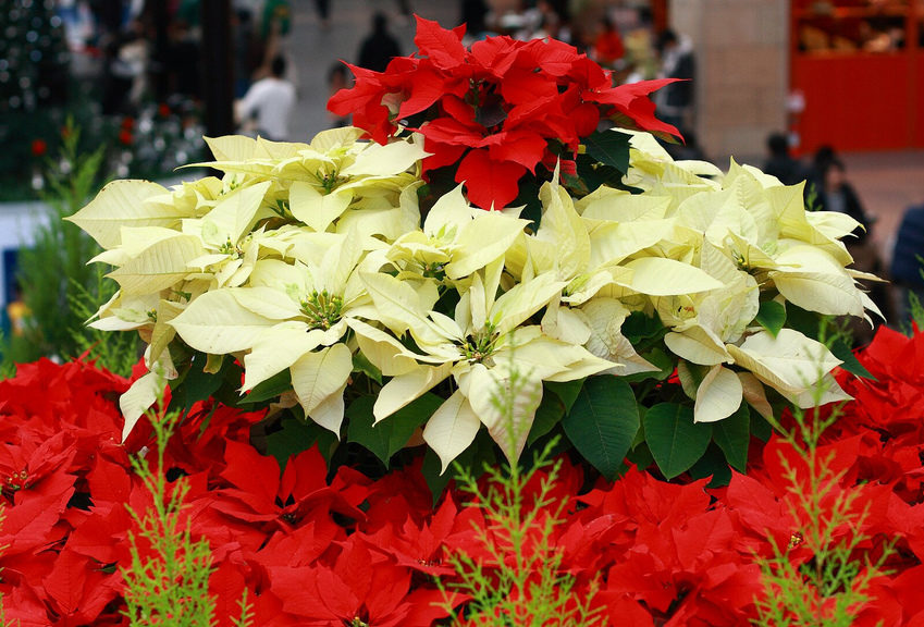 poinsettia