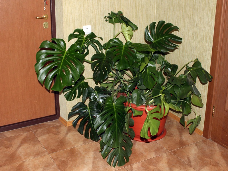 Monstera