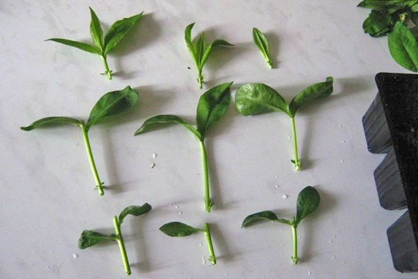 Жасминови резници