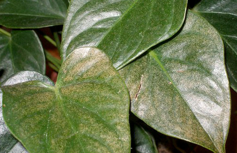 Rust on the leaves