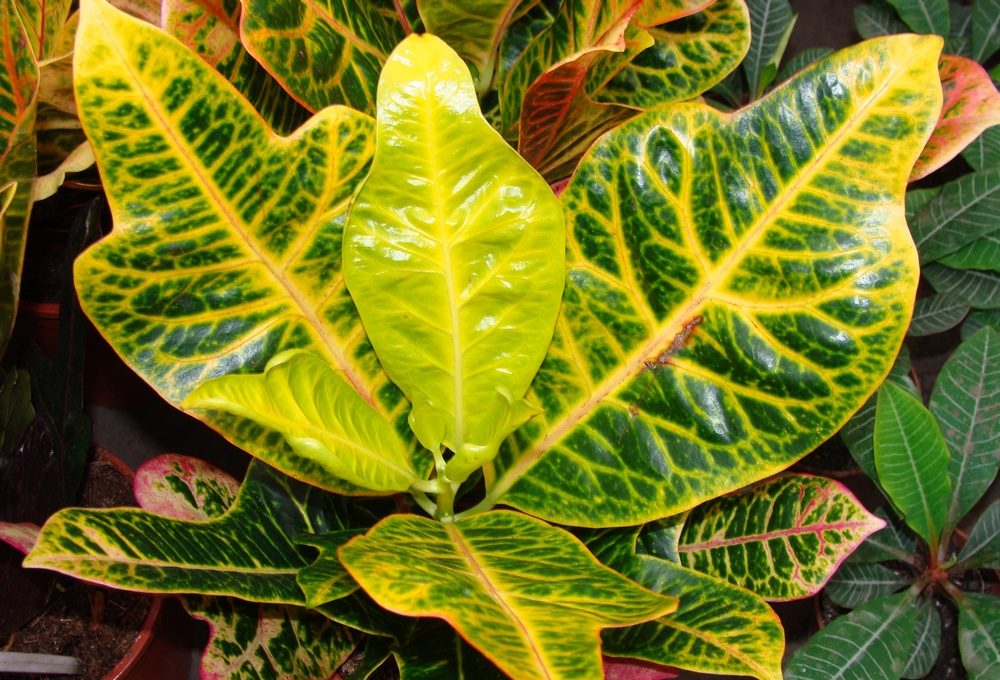 Кодиум пъстър