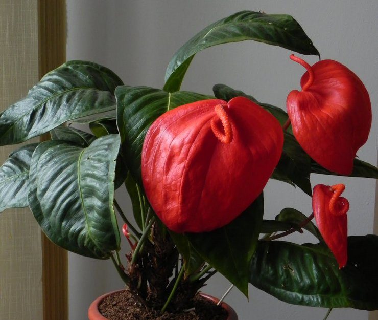 Anthurium