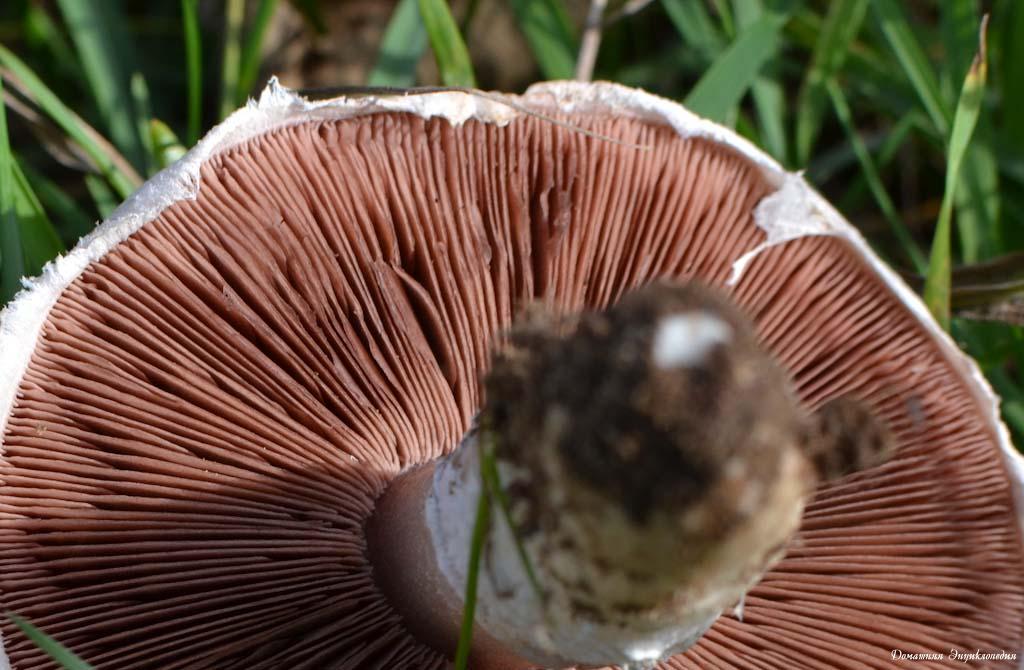 Плочи от шампиньон