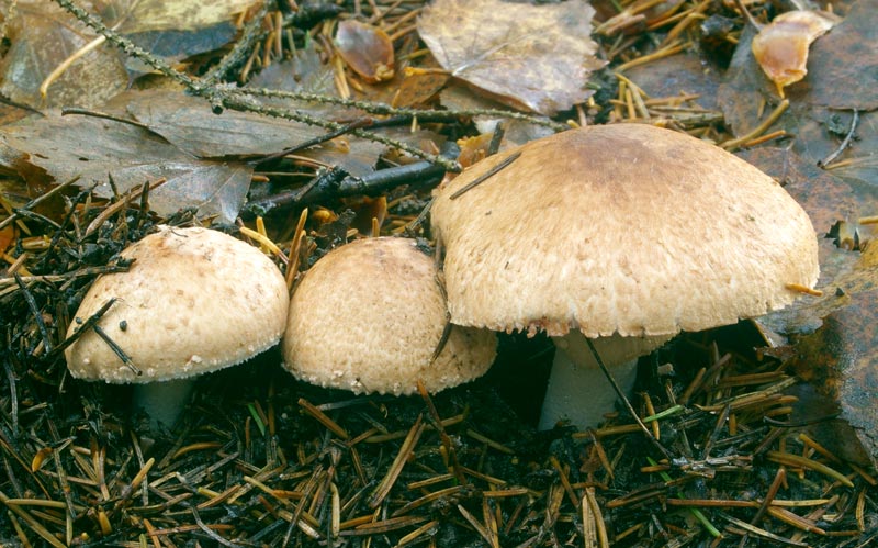 Champignon bos