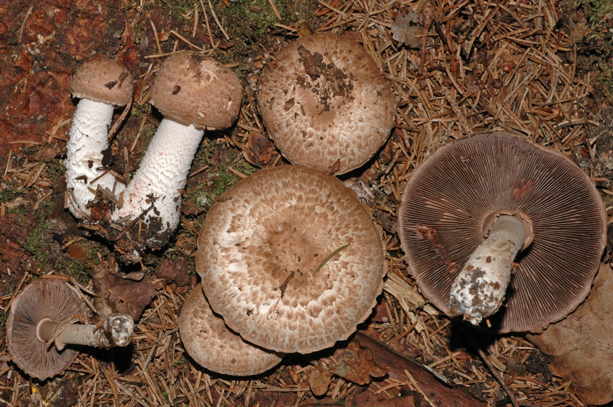 Champignon bos