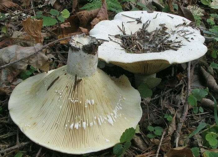 Lactifluus vellereus
