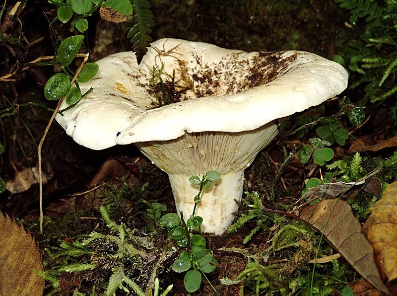 Lactifluus vellereus