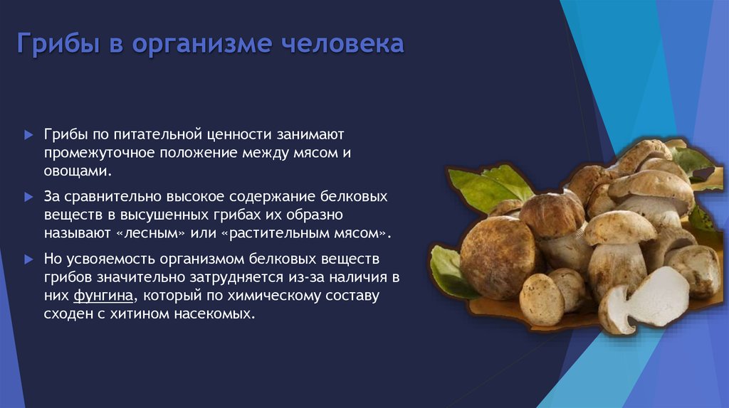 Egenskaber ved svampe