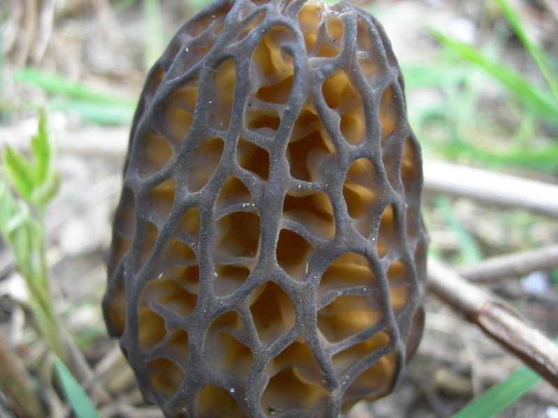 Morels