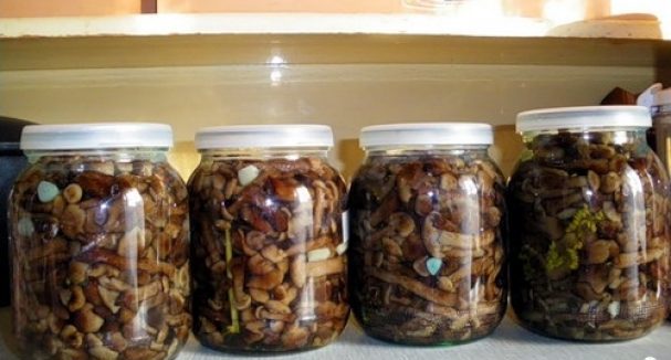 Солени мед гъби