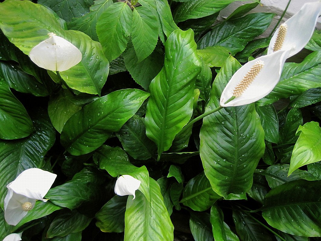 Spathiphyllum rijkbloeiend