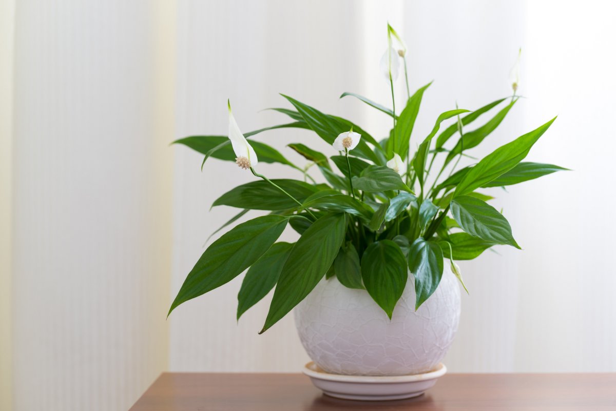 Spathiphyllum
