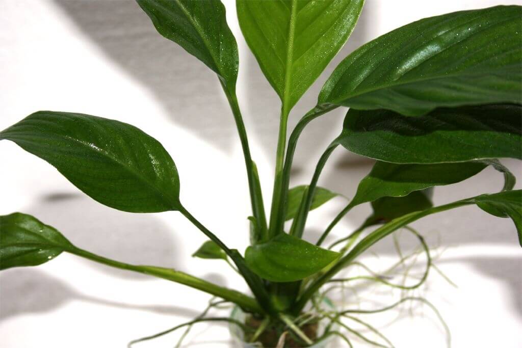 Spathiphyllum Wallis