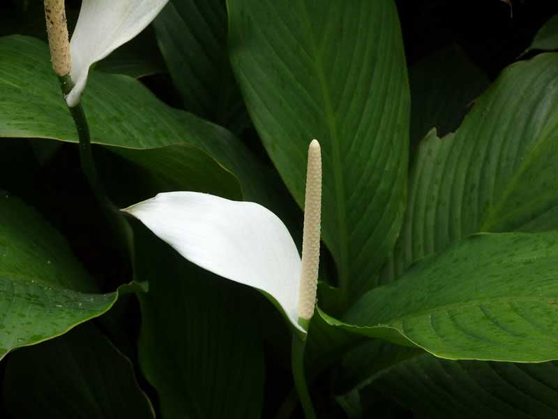 Spathiphyllum Helix