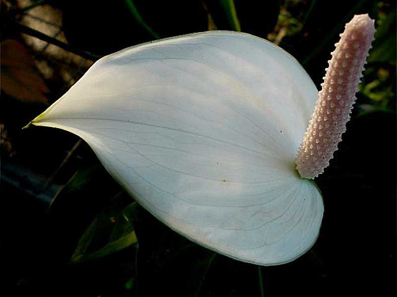 Spathiphyllum lepelvormig
