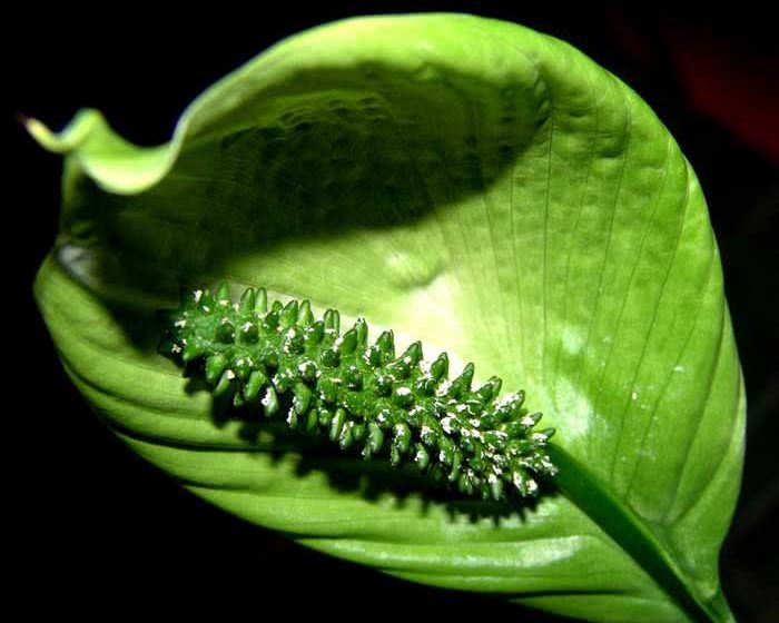 Spathiphyllum lepelvormig
