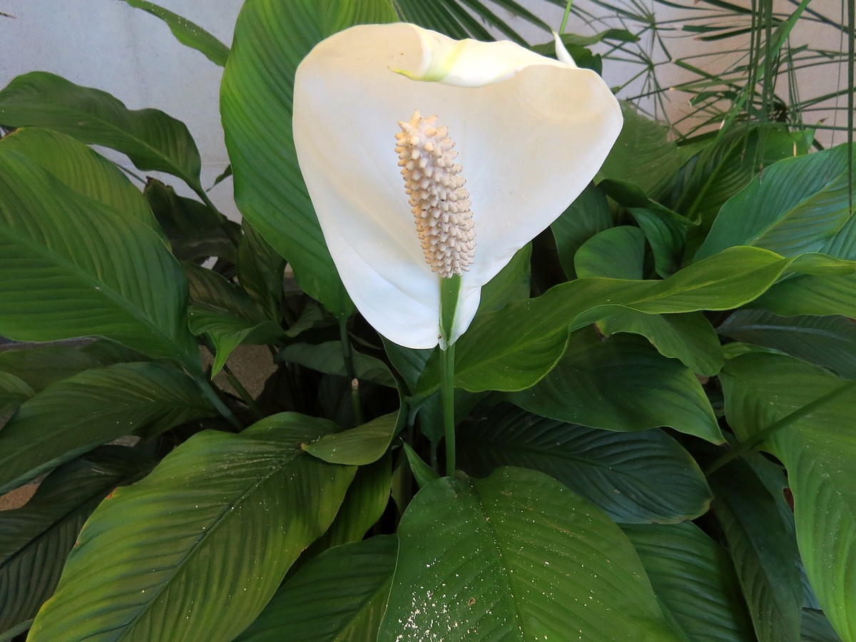 Spathiphyllum Wallis