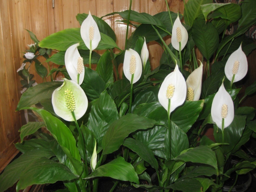 Spathiphyllum