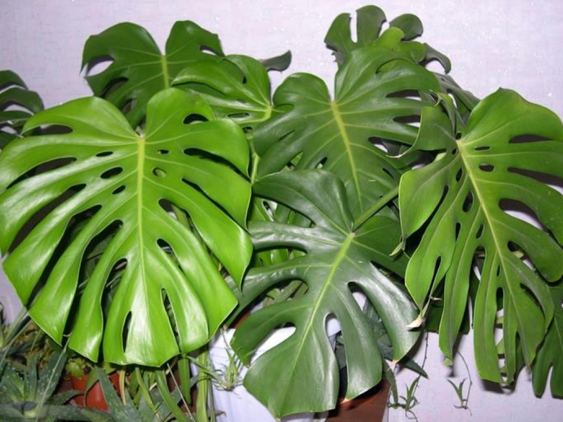 Monstera