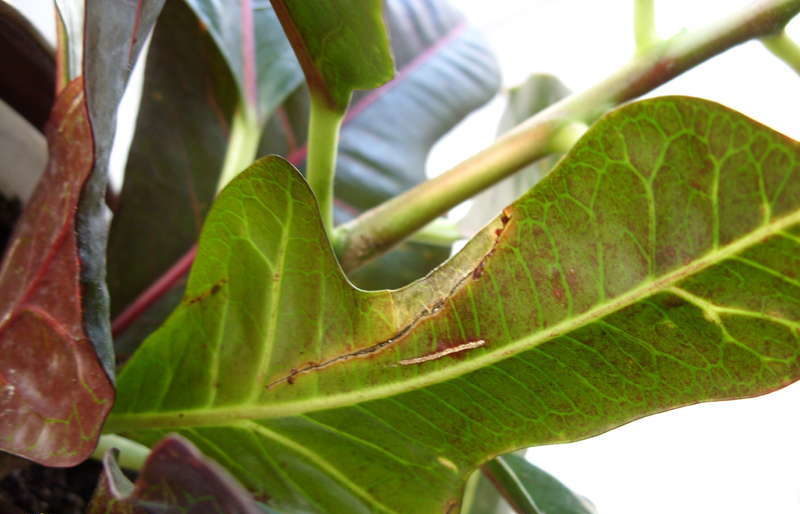 Кодиева болест